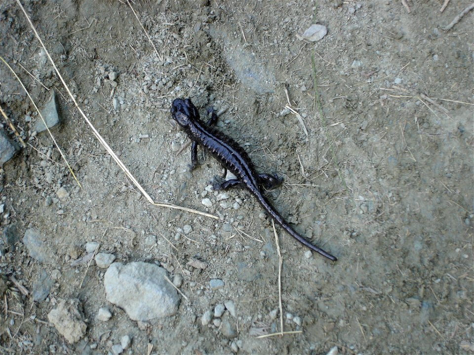 Salamandra Lanzai rencontrée au Piano dei Morti, dans le haut Val Pellice