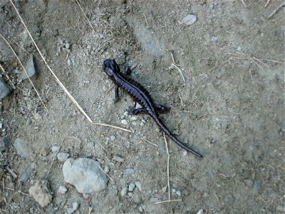 Salamandra Lanzai rencontrée au Piano dei Morti, dans le haut Val Pellice
