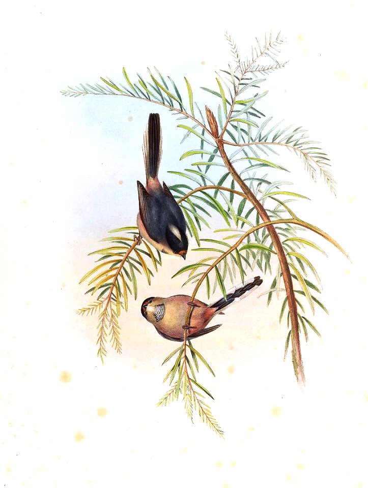 Mecistura glaucogularis = Aegithalos glaucogularis