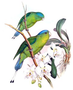 Prioniturus spatuliger = Prioniturus discurus[1]