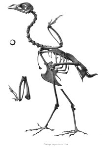 Penelope superciliaris