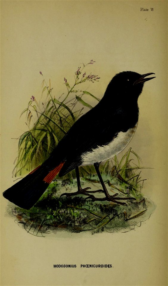 Plate VJ 

HODGSONIUS PHCENICUROID^S .