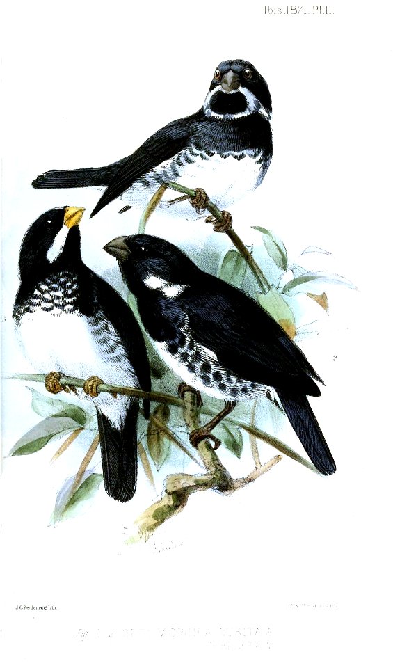 English:  
« Spermophila aurita » = Sporophila corvina (Variable Seedeater) - male
« Spermophila ocellata » = Sporophila bouvronides (Lesson's Seedeater) - femaleFrançais&