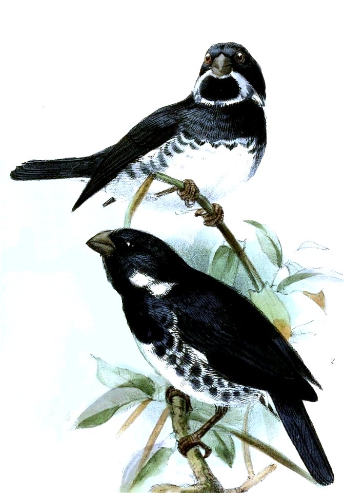 English:  « Spermophila aurita » = Sporophila corvina (Variable Seedeater) - maleFrançais :  « Spermophila aurita » = Sporophila corvina (Sporophile variab
