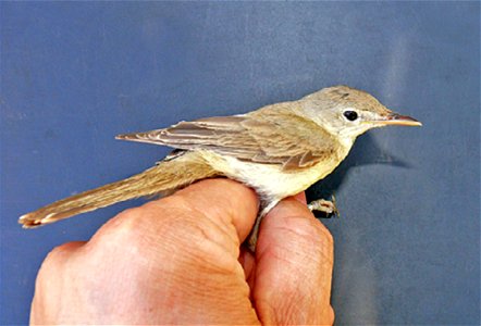 Cropped from Figure A in the image shown. Bird species and tick specimens collected in Zouala, Morocco, April 2011. A) Iduna opaca,
