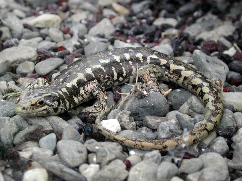 Otago skink (Oligosoma otagense) sitting on gray pebbles. Photo taken in Nga Manu Nature Reserve, New Zealand.