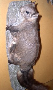 Een opgezet exemplaar van Hylopetes nigripes in het Museon in Den Haag