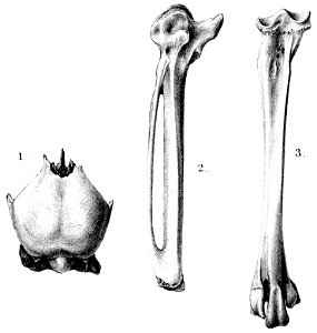 Skull and limb fossils of Alopochen sirabensis.