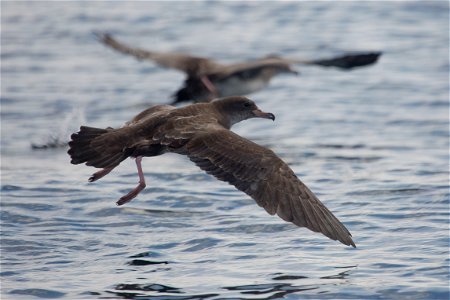 Pink-footed Shearwater You are free to use this image with the following photo credit: Peter Pearsall/U.S. Fish and Wildlife Service photo