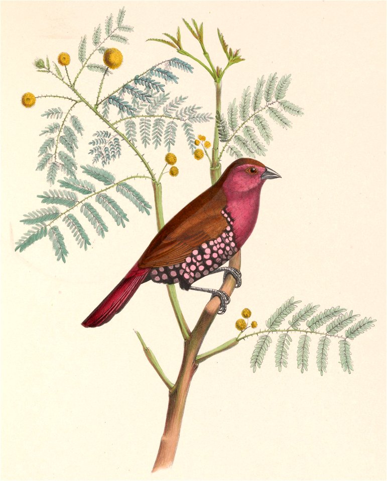 Amadina verreauxii = Hypargos margaritatus (Pink-throated Twinspot)
