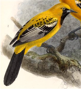 English:  « Icterus auratus » = Icterus auratus (Orange Oriole)Français :  « Icterus auratus » = Icterus auratus (Oriole orange)
