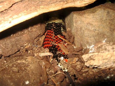 A Tri-color Hognose Snake (Lystrophis pulcher) at the OKC Zoo.