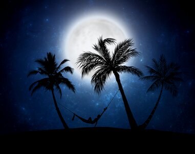 Palms hammock silhouette