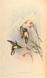 Oreotrochilus estella
