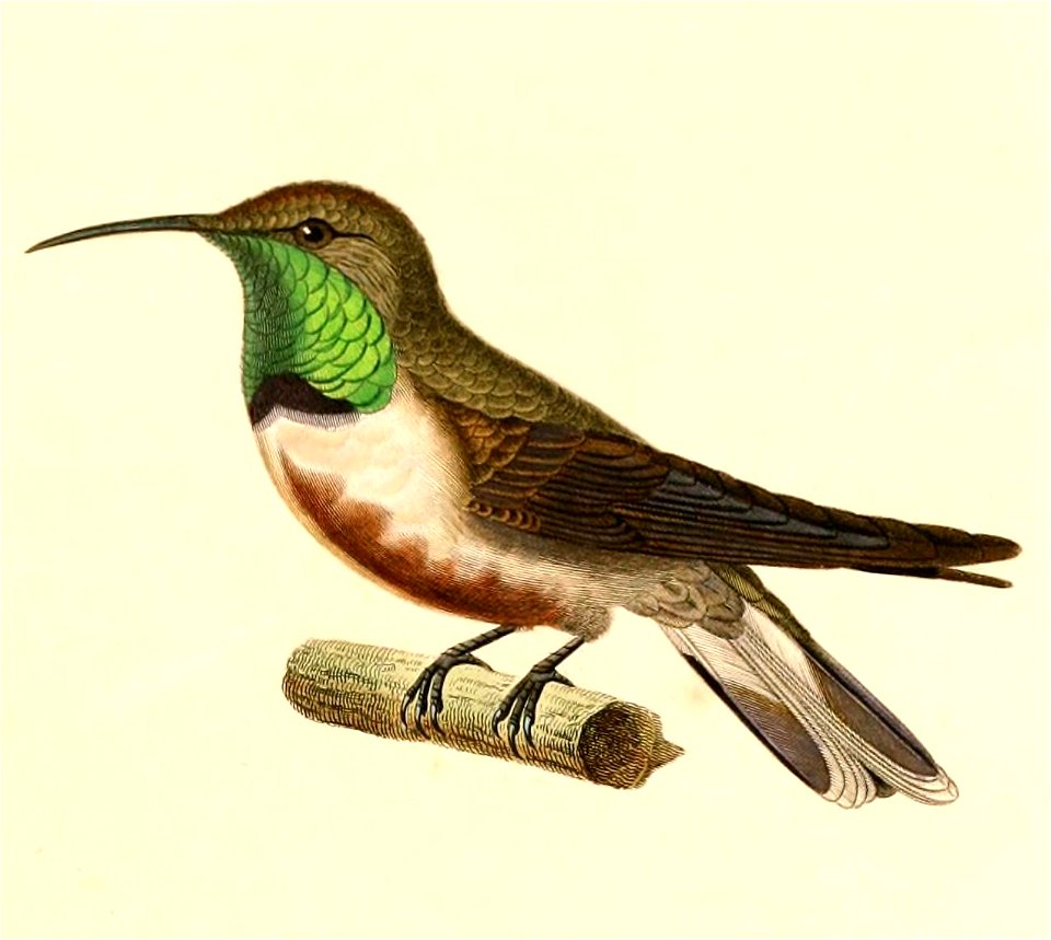 English:  « Orthorhynchus estella » = Oreotrochilus estella (Andean Hillstar)Français :  « Orthorhynchus estella » = Oreotrochilus estella (Colibri estelle
