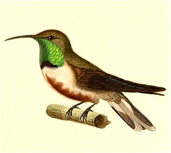 English:  « Orthorhynchus estella » = Oreotrochilus estella (Andean Hillstar)Français :  « Orthorhynchus estella » = Oreotrochilus estella (Colibri estelle