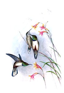 Estella's Hillstar (Oreotrochilus estella)