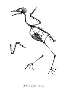 Bird skeletons. Note that the current scientific names need to be checked. Anthus gustavi photo