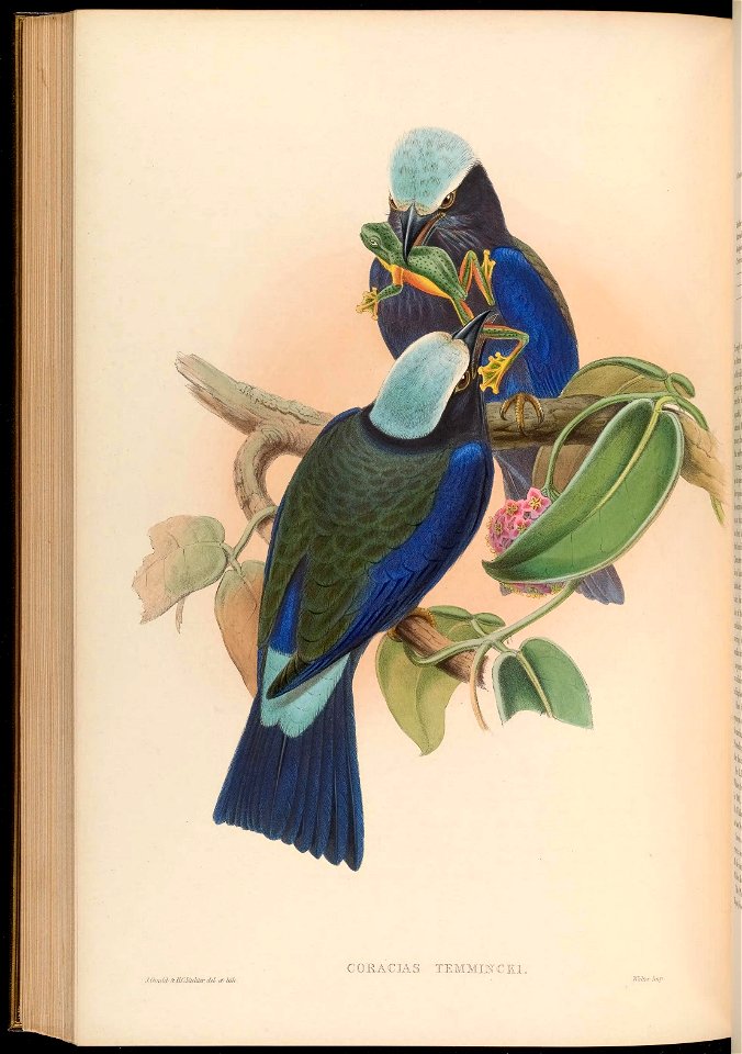 CORACIAS TEMMIBTCKI. 
XGcouIcb kllCliidcter, del e& Uili. 

Walter Imp