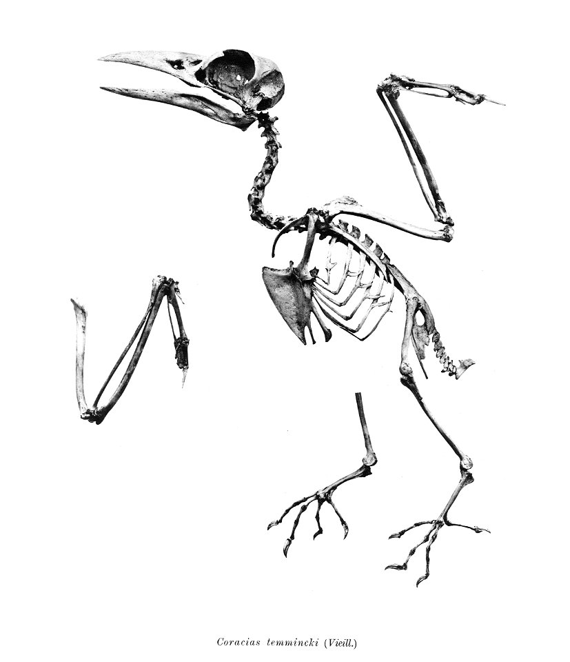 Coracias temmincki