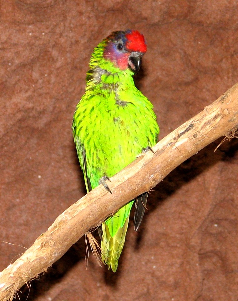 Goldie's Lorikeet (Psitteuteles goldiei) at Newport Aquarium, Kentucky, USA.