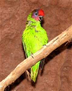 Goldie's Lorikeet (Psitteuteles goldiei) at Newport Aquarium, Kentucky, USA.