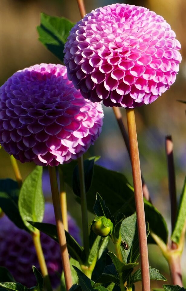 Dahlias red reddish