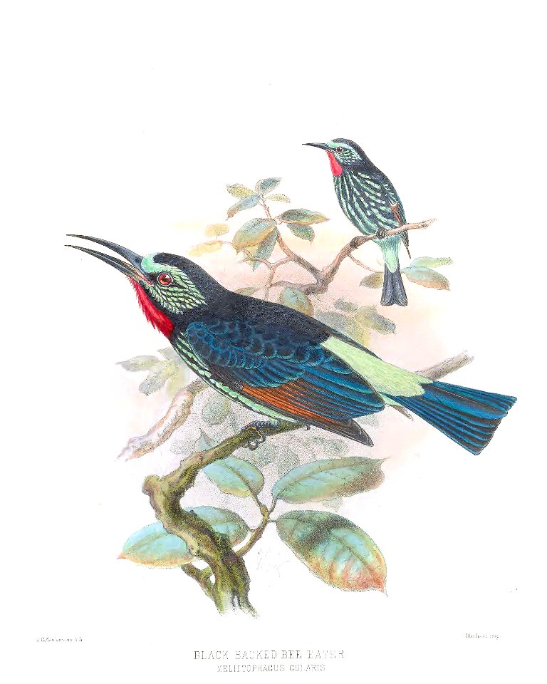 Melittophagus gularis