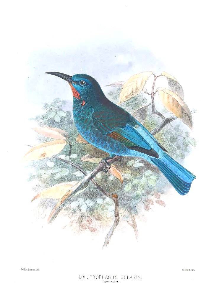 Melittophagus gularis