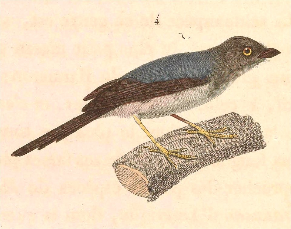 English:  « Psaltria exilis » = Psaltria exilis (Pygmy Bushtit)Français :  « Psaltria exilis » = Psaltria exilis (Mésange pygmée)
