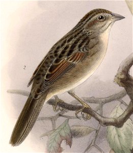English:  « Ammodromus petenicus » = Peucaea botterii petenica (Subspecies of Botteri's Sparrow)Français :  « Ammodromus petenicus » = Peucaea botterii pet