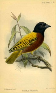 An illustration of Ploceus jacksoni