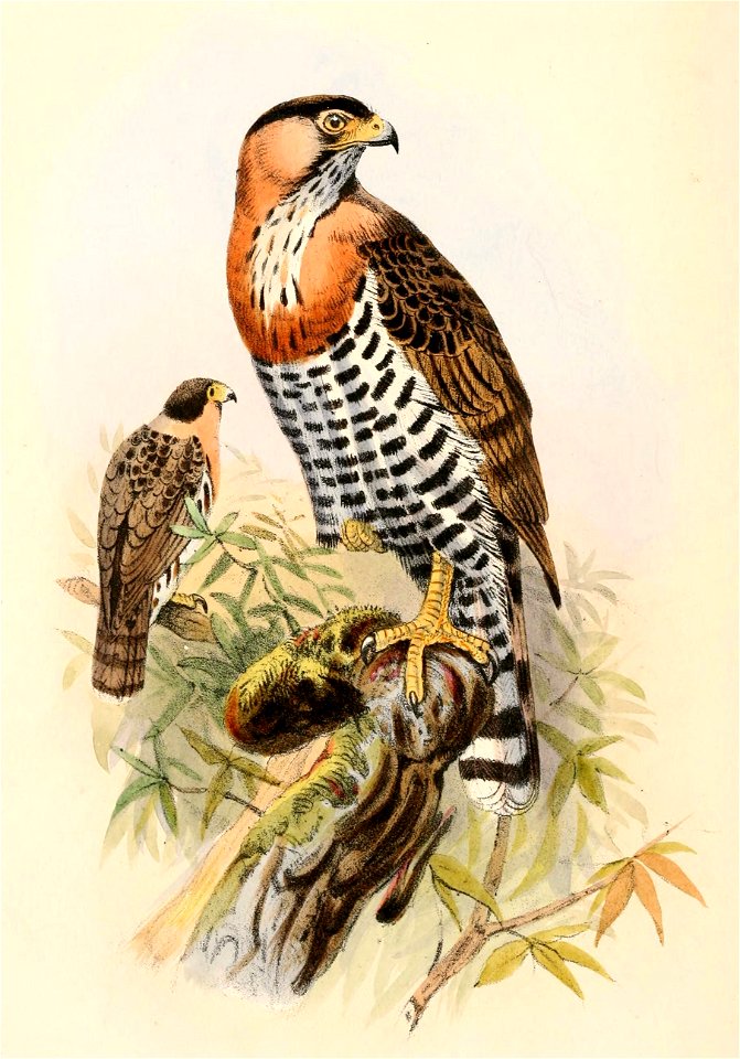 English:  « Accipiter pectoralis » = Accipiter poliogaster (Grey-bellied Hawk) - youngFrançais :  « Accipiter pectoralis » = Accipiter poliogaster (Autour 