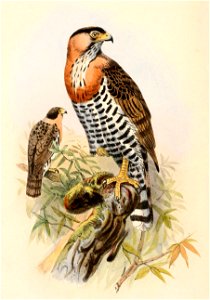 English:  « Accipiter pectoralis » = Accipiter poliogaster (Grey-bellied Hawk) - youngFrançais :  « Accipiter pectoralis » = Accipiter poliogaster (Autour 