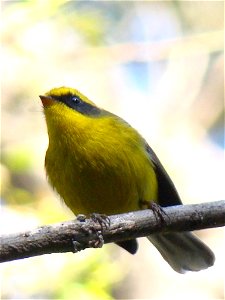 Yellow-bellied Fantail (Rhipidura hypoxantha) is a fantail flycatcher found in the Indian Subcontinent. photo