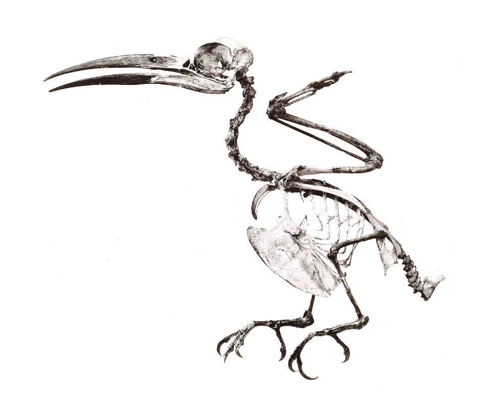 Meropogon forsteni