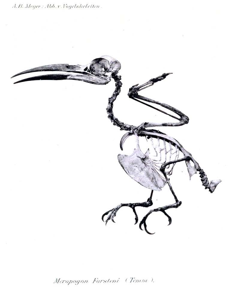 Meropogon forsteni