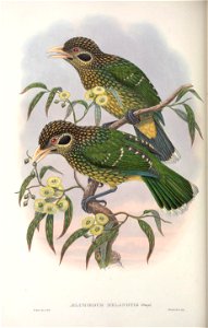 Ailuroedus melanotis - Monograph of the Paradiseidae, or Birds of Paradise, and Ptilonorhynchidae, or Bower-birds. v.2 (1891-1898).