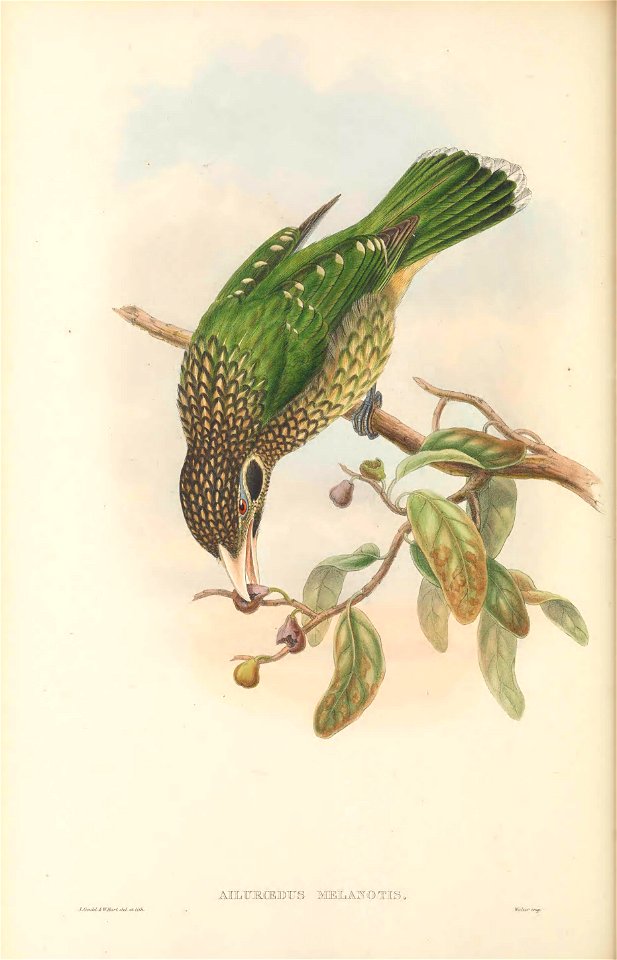 Ailuroedus melanotis - The birds of New Guinea and the adjacent Papuan islands : including many new species recently discovered in Australia. v.1 (Plate XXXIX).