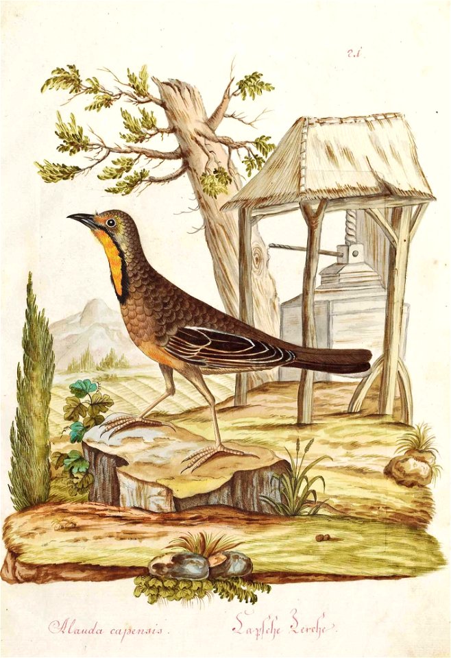 Vogeldarstellung aus einer Serie, Capsche Lerche - Alauda Capensis (now Macronyx capensis), (wohl Österreich, 18. Jhdt.), Gouache auf Papier, ca. 35 x 23 cm