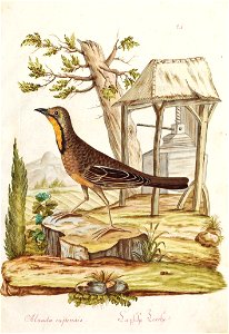 Vogeldarstellung aus einer Serie, Capsche Lerche - Alauda Capensis (now Macronyx capensis), (wohl Österreich, 18. Jhdt.), Gouache auf Papier, ca. 35 x 23 cm photo