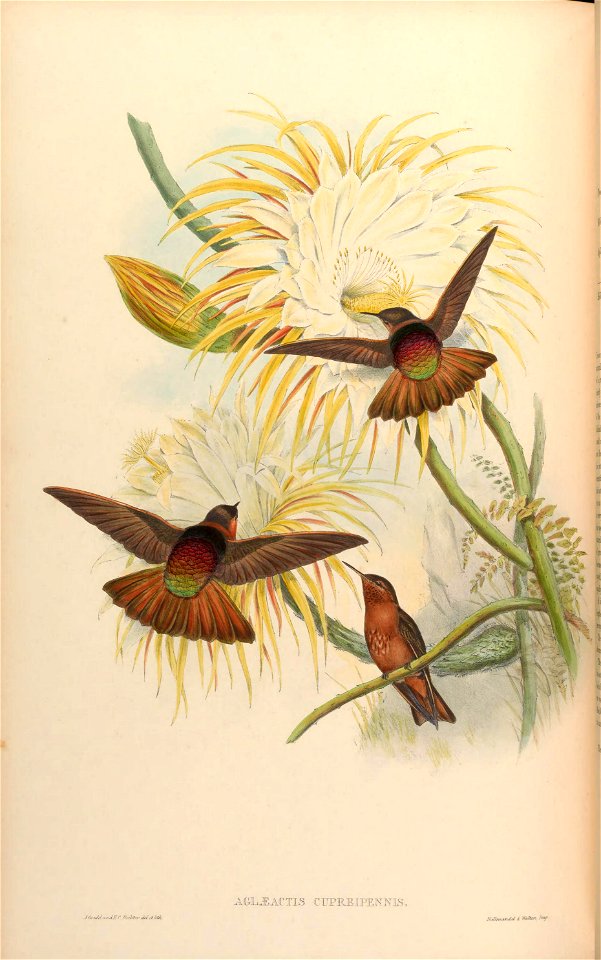 Aglaeactis cupripennis [1]