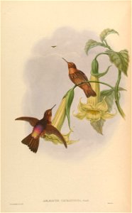 Aglaeactis caumatonota = Aglaeactis cupripennis caumatonotus [1]