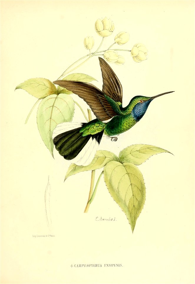 Campylopterus ensipennis