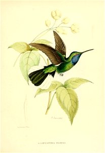 Campylopterus ensipennis