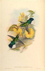 Campylopterus ensipennis