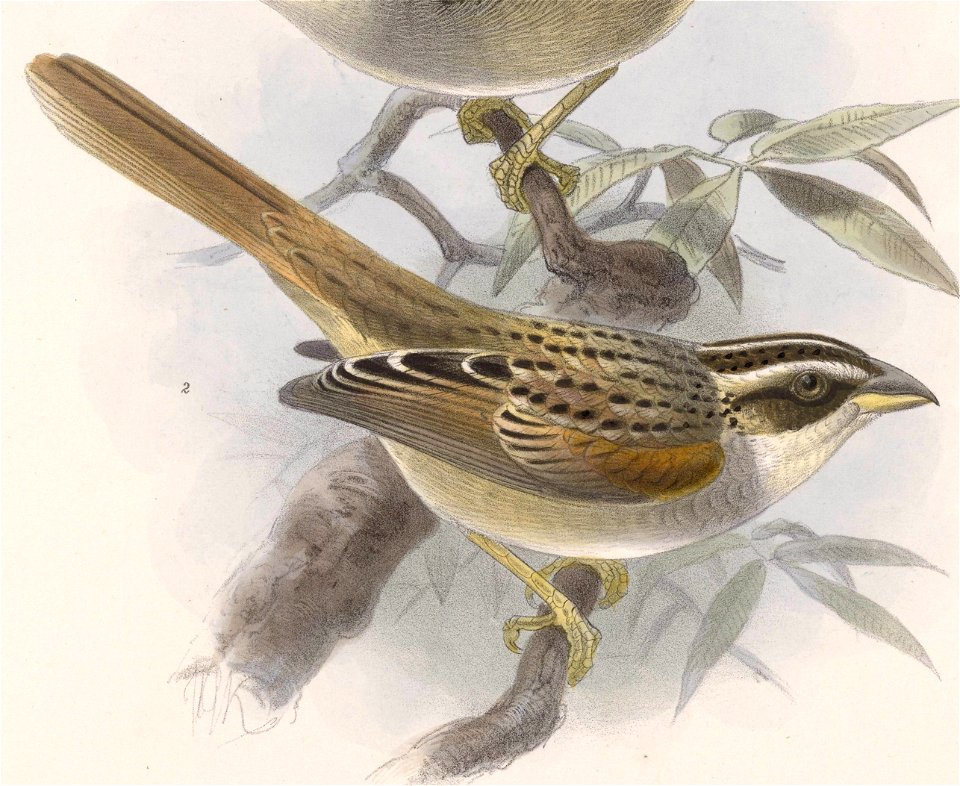 English:  « Haemophila ruficauda » = Peucaea ruficauda (Stripe-headed Sparrow)Français :  « Haemophila ruficauda » = Peucaea ruficauda (Bruant ligné)