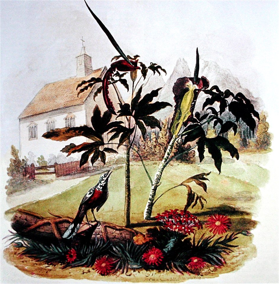 Watercolour by Christopher Webb Smith (1793-1871) - Garden scene in Cape Town showing vygies (Mesembryanthemaceae), Crassulacea and exotic Aracea - Rondebosch Church, designed by Charles Collier Miche