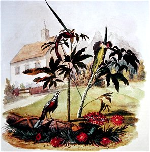 Watercolour by Christopher Webb Smith (1793-1871) - Garden scene in Cape Town showing vygies (Mesembryanthemaceae), Crassulacea and exotic Aracea - Rondebosch Church, designed by Charles Collier Miche