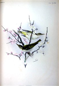 An illustration of Eastern Crowned Warblers (Phylloscopus coronatus = Ficedula coronata) from Fauna Japonica.